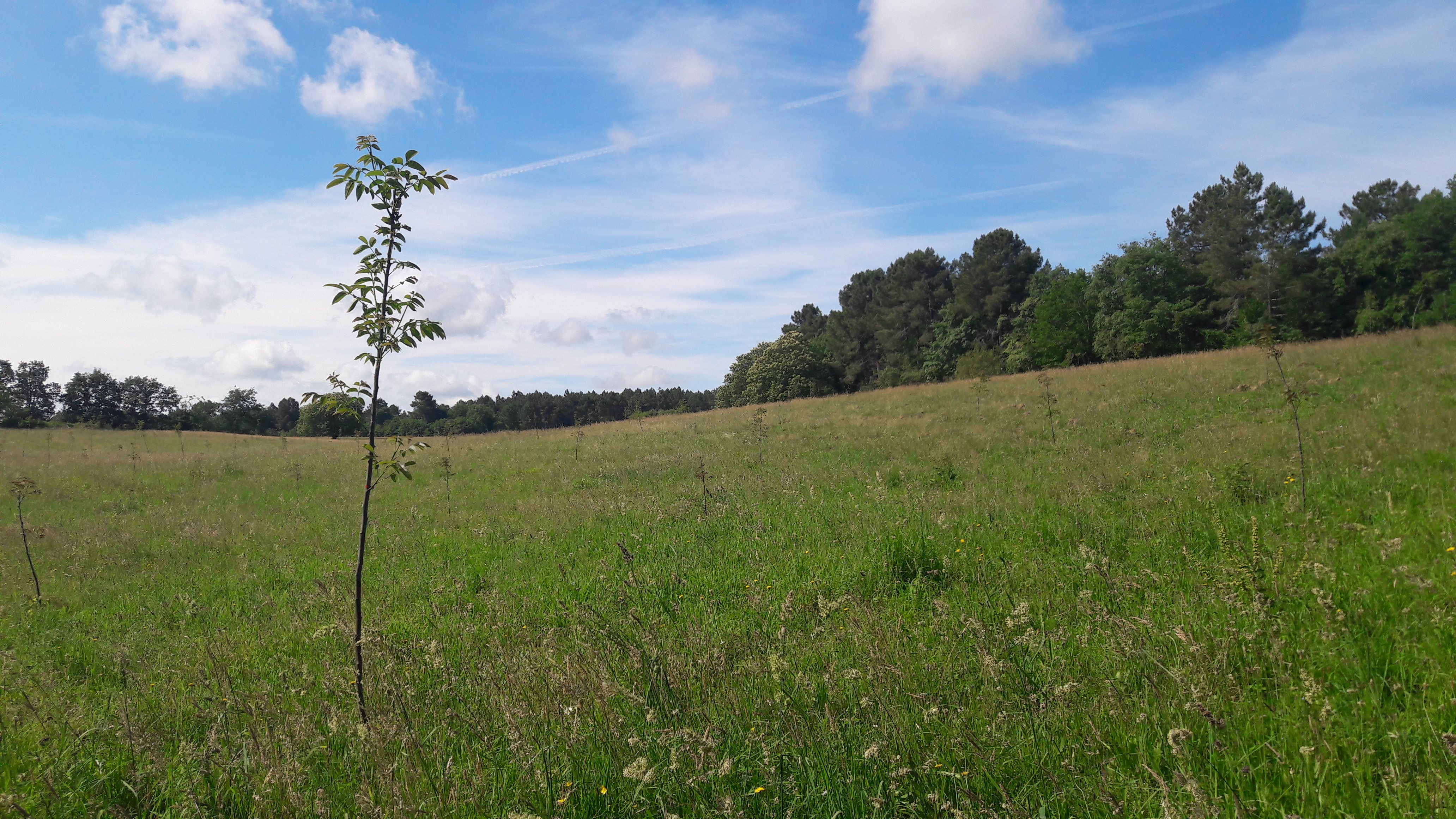 noyeraie en développement Saint Geyrac.jpg