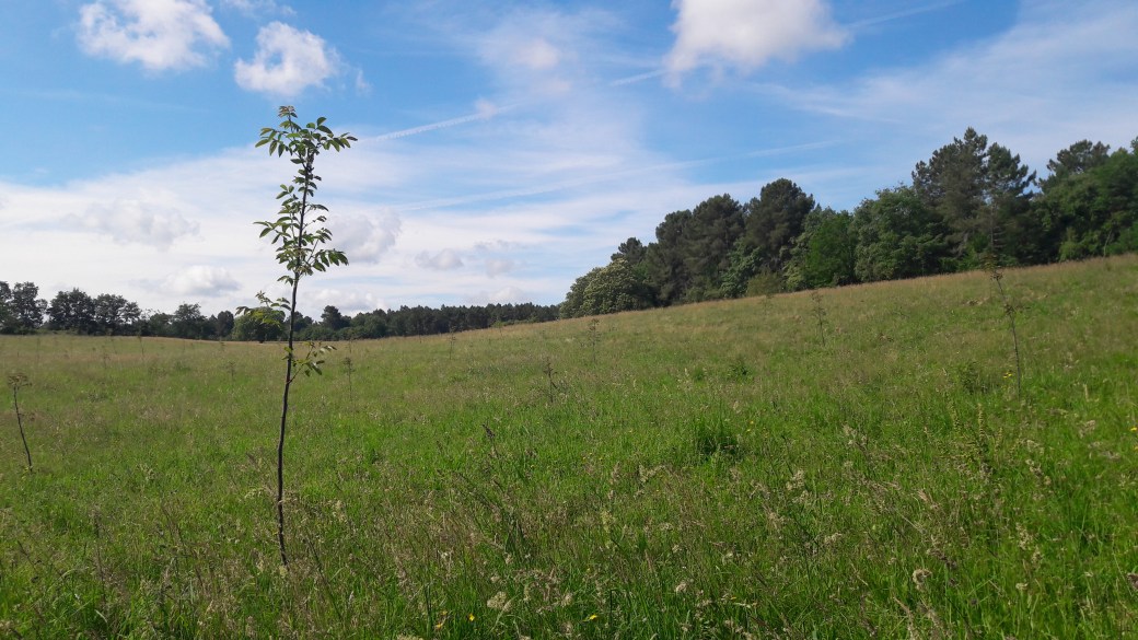 noyeraie en développement Saint Geyrac.jpg